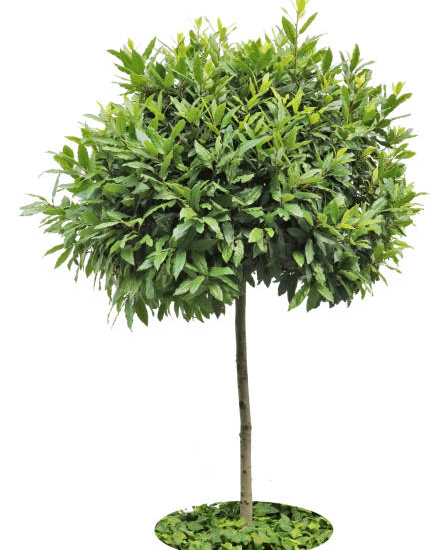 Laurier 'Little ragu'