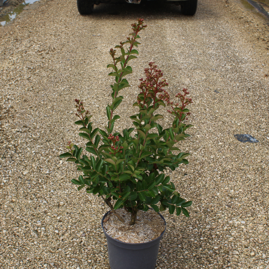 Lilas des indes 'Margaux'
