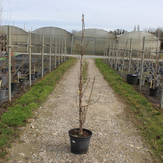 Cerisier du japon 'Amanogawa'
