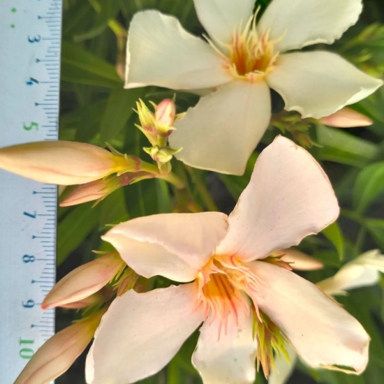 Laurier rose 'Angolio Pucci'