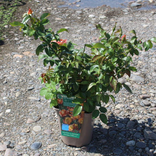 Rosier 'Soleil du monde '