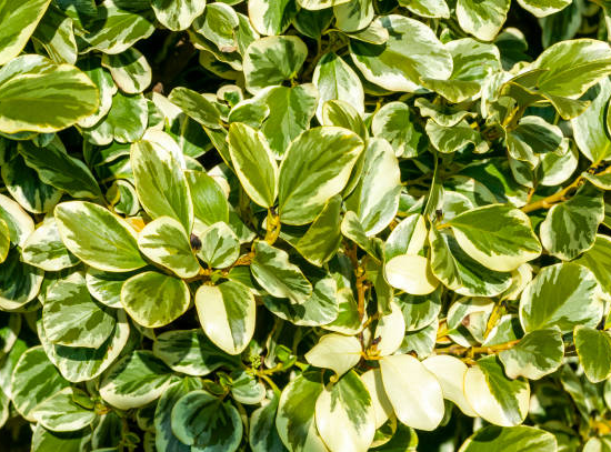 Troène de Californie 'variegata'