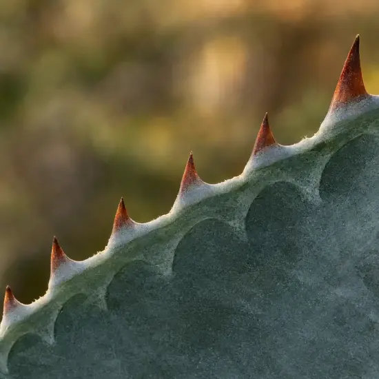 Agave (Agave valenciana) — bord de feuille charnu avec épines brunes