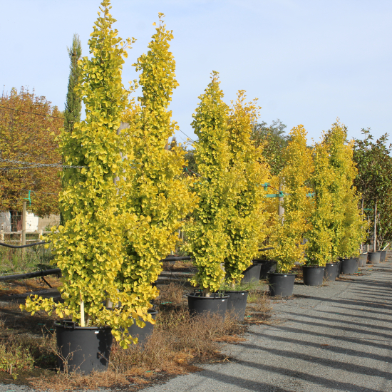 Arbre aux quarante écus 'Fastigiata gold flame'
