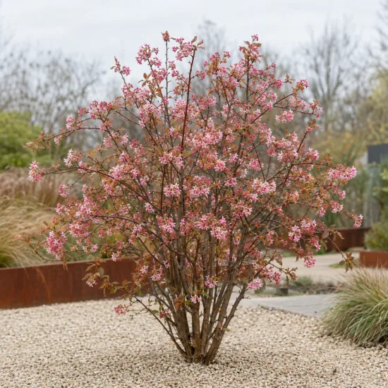 Viorne 'Charles lamont' (Viburnum bodnantense) — arbuste fleuri isolé sur gravier clair · Photo d'illustration