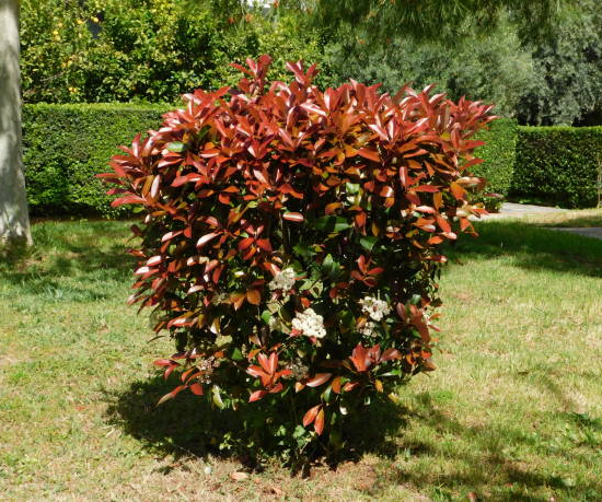 Photinia 'Nana'