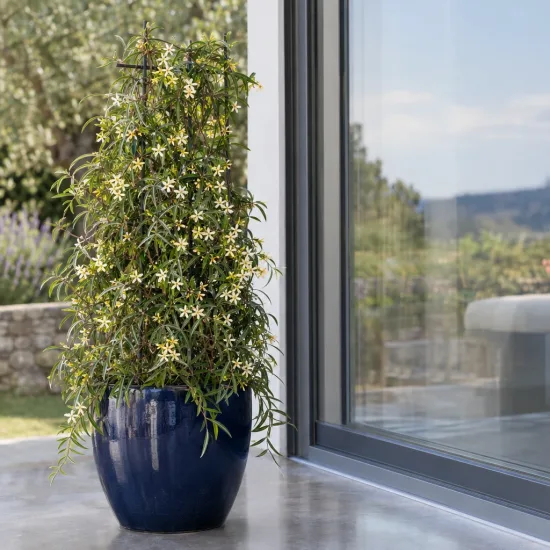 Jasmin étoilé jaune 'Theta' (Trachelospermum asiaticum) — plante grimpante fleurie en pot bleu, terrasse · Photo d'illustration