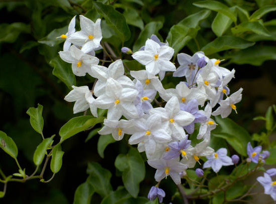 morelle faux jasmin