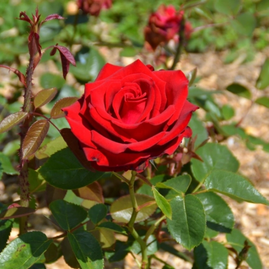 Rosier 'Madame delbard'