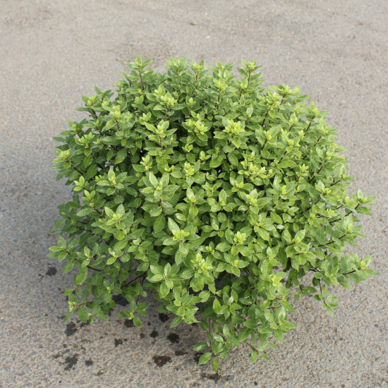 Pittospore 'Golf ball'