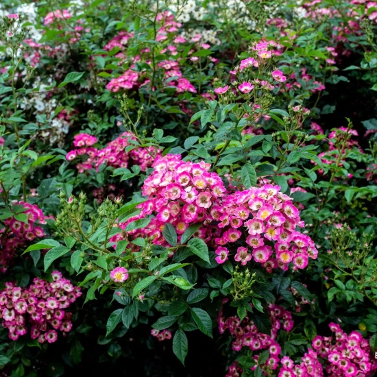 Rosier 'Bicolore vissegam'