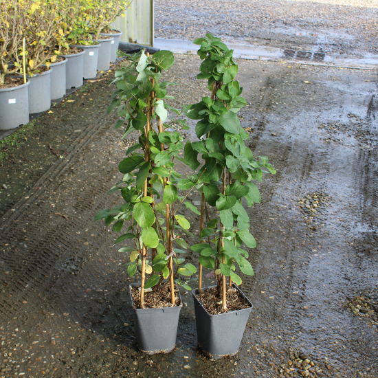 Chèvrefeuille grimpant 'Dropmore scarlet'