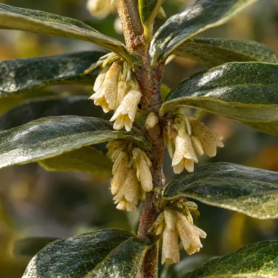 Goumi du japon à baies rouges 'Atlantic' (Eleagnus ebbingei) — grappe de petites fleurs crème sur rameau · Photo d'illustration