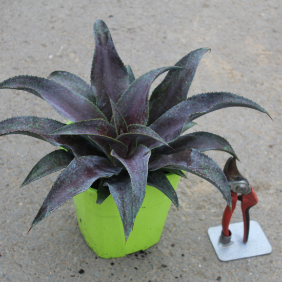 Mangave 'Blazing saddles'