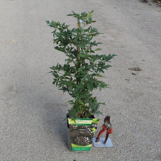 Ronce commune 'Sans epines thornfree'
