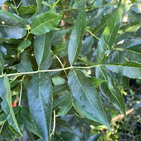 Frêne à feuilles étroites 'Raywood'