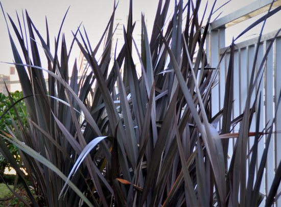 Lin de nouvelle-zélande 'Black adder'