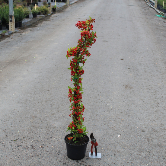 Buisson-ardent 'Rouge cadrou'