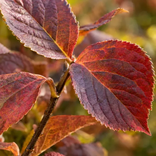 Hortensia japonais 'Veerle' (Hydrangea serrata) — gros plan sur feuilles dentées rouge brun · Photo d'illustration