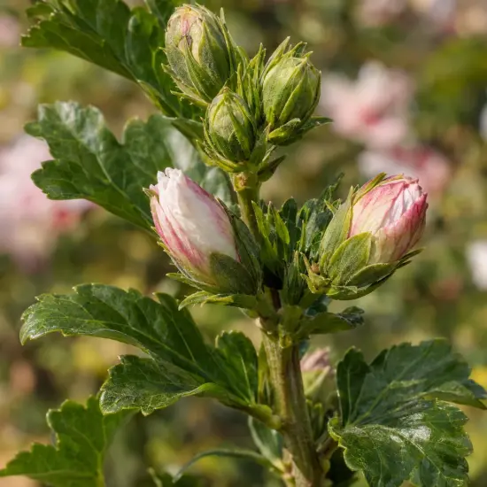 Althéa 'Starburst chiffon' (Hibiscus syriacus) — boutons floraux striés rosés sur tige feuillue