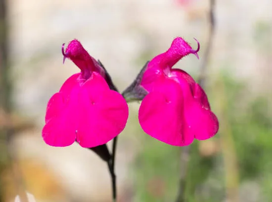 Sauge 'Amethyst lips' (Salvia) — deux fleurs bicolores en gros plan