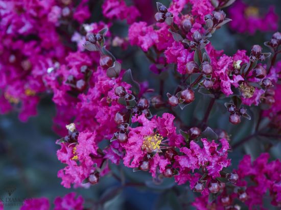 Lilas des indes 'Lavender lace'