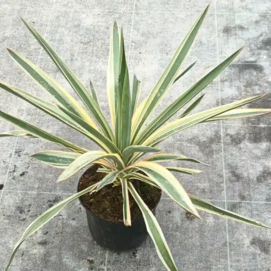 Yucca 'Variegata' (Yucca gloriosa) — feuillage dressé vert marginé de crème en pot · Pot 2.5L