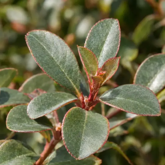 Viorne tin 'Fairy stars' (Viburnum tinus) — gros plan de feuilles ovales vertes bordées de rouge