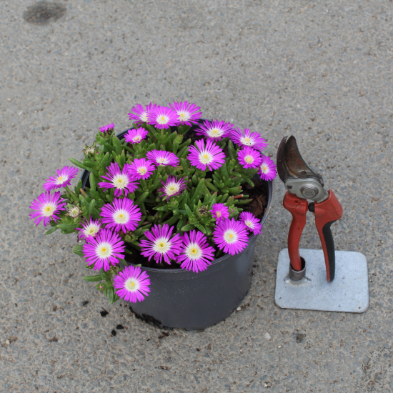 Pourpier vivace 'Violet wonder'