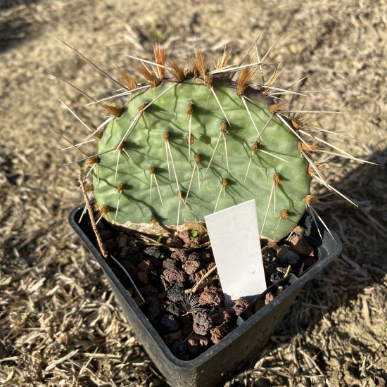 Opuntia  macrorhiza