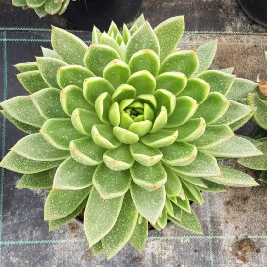 Echeveria 'Gilva'