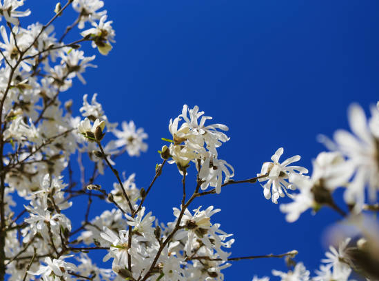 Magnolia étoilé