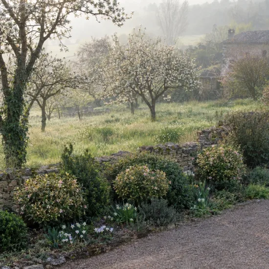 Daphne odora 'Aureomarginata' — massif d’arbustes fleuris devant un muret en pierre · Photo d'illustration
