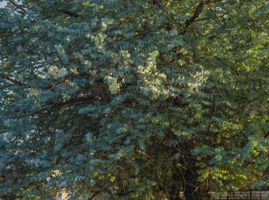 Eucalyptus cendré