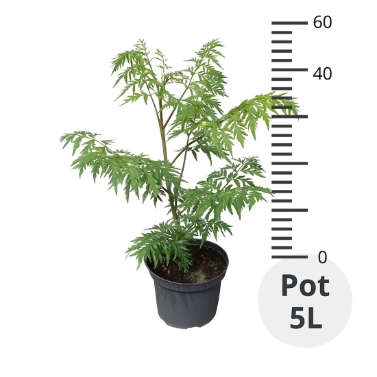 Sumac de virginie