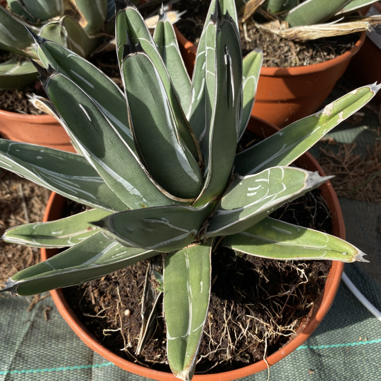 Agave  ferdinand  'Regis'