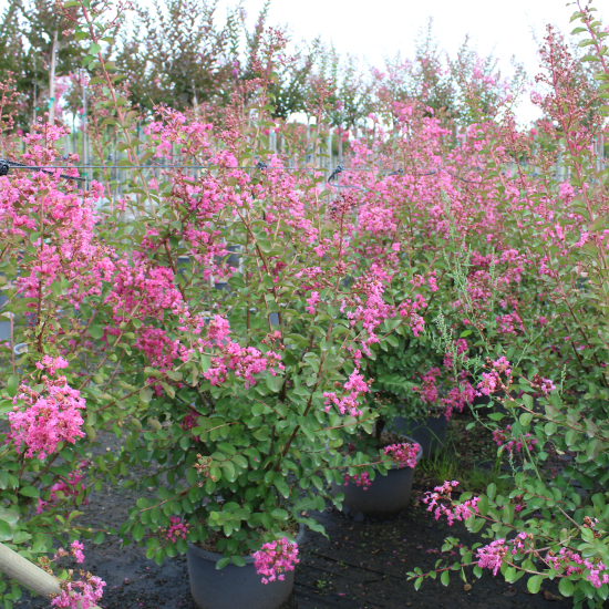 Lilas des indes 'La mousson'