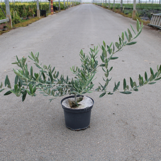 Olivier d'europe 'Oliviere'