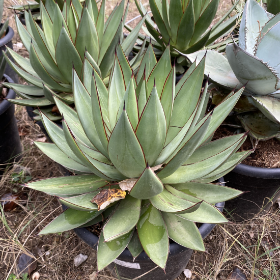 Agave  'Filifera x mitis v. albidior'