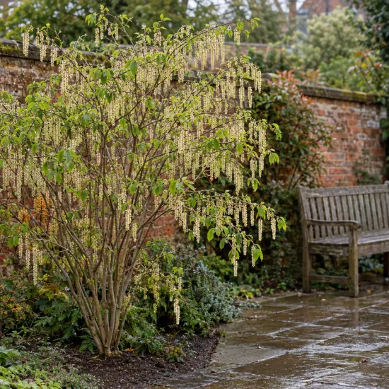 Stachyurus précoce (Stachyurus praecox) — arbuste à longues grappes florales près d'un banc