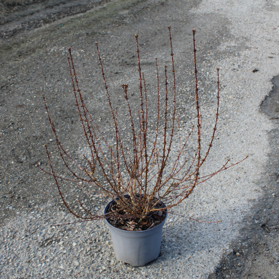 Forsythia 'Week end'