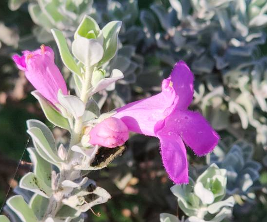 Sauge du désert 'San jose'