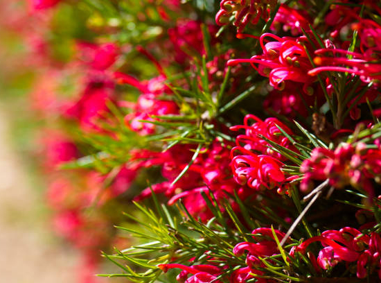 Grevillea 'New blood'
