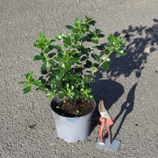 Escallonia 'Cardinalis'