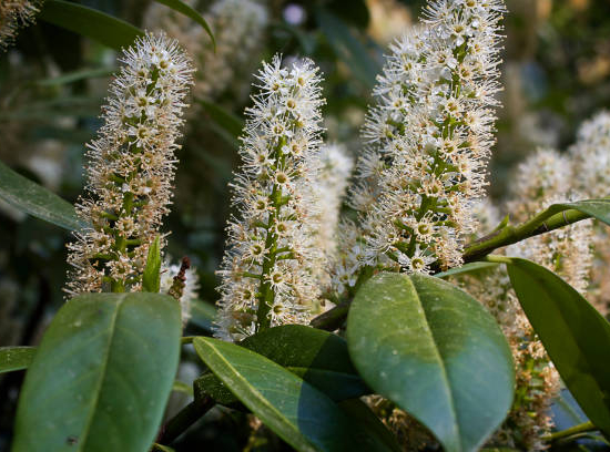 Laurier palme 'Caucasica'