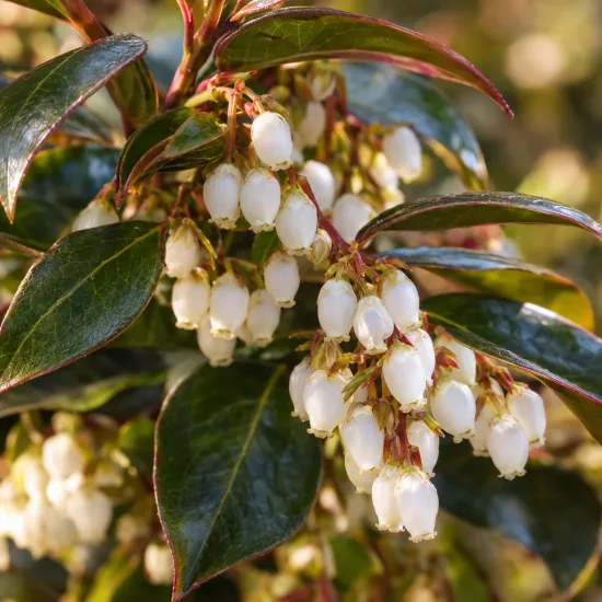 Leucothoé 'Joyce' (Leucothoe) — grappes de petites fleurs blanches sous feuillage luisant · Photo d'illustration