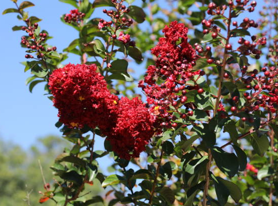 Lilas des indes 'Double dynamite'