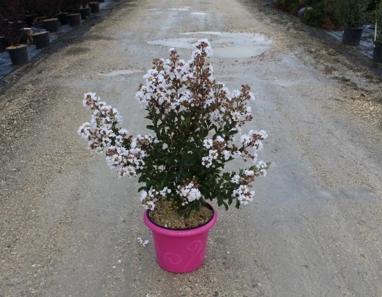 Lilas des indes 'Terrasse blanc'
