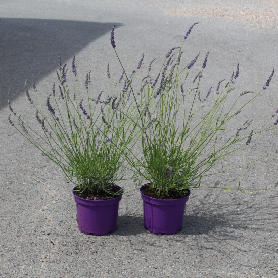 Lavandin 'Grosso'
