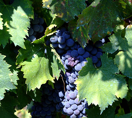 Vigne 'Aladin'